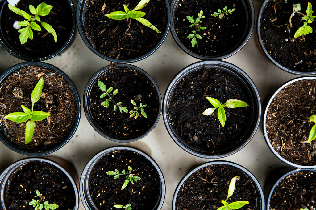 Seed Saving 101: A Beginner’s Guide to Preserving Your Garden’s Future