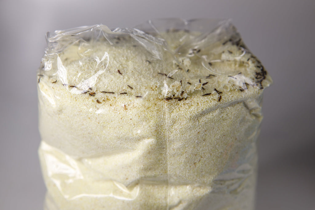 How to Protect Long-Term Food Storage from Bugs & Pests