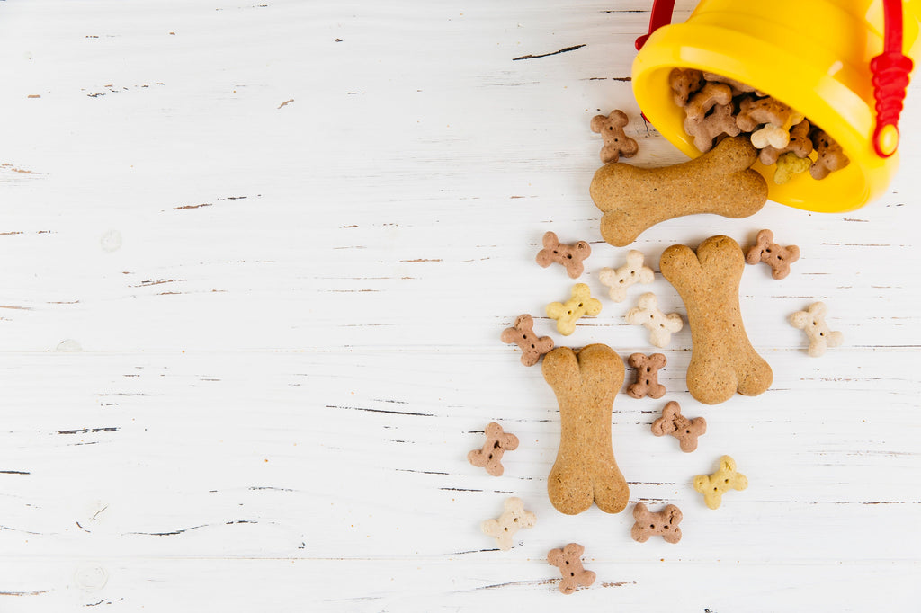 How to Build the Best Survival Food Kit for Your Pet