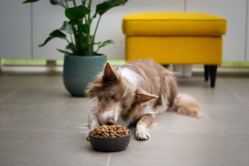 Why You Need to Buy Mylar Bags for Dog Food Storage
