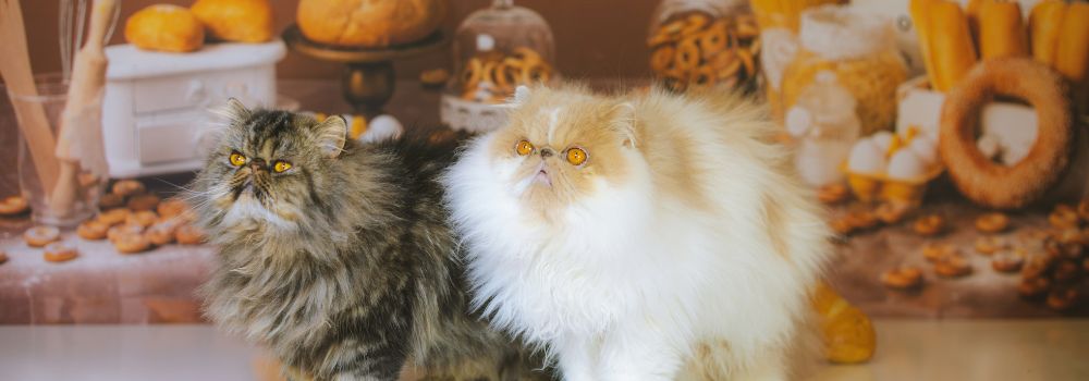 How Can You Store Pet Food Safely for Years?