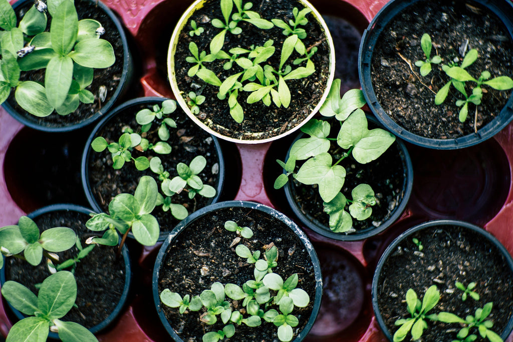 How To Preserve The Herbs From Your Garden